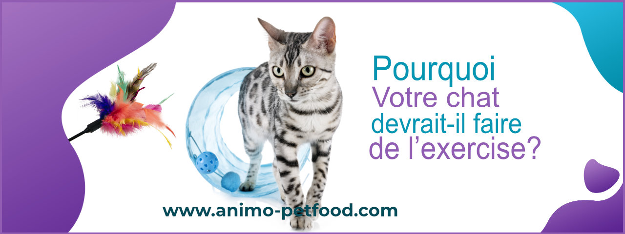 Pourquoi votre chat devrait-il faire de l’exercice ?